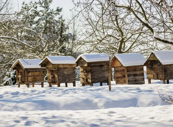 Framed Print : Beehives at Lublin Open Air Museum, winter, Lublin Voivodeship, Poland Framed Print : Beehives at Lublin Open Air Museum, winter, Lublin Voivodeship, Poland