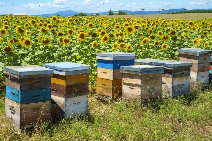 Framed Print : Bees swarming around beehives in sunflower field on the Plateau de Valensole Framed Print : Bees swarming around beehives in sunflower field on the Plateau de Valensole