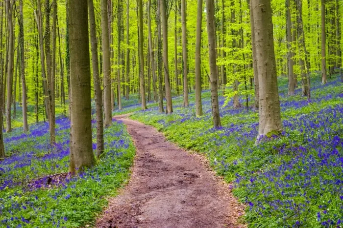 Framed Print : Belgium, Vlaanderen (Flanders), Halle. Bluebell flowers (Hyacinthoides non-scripta) Framed Print : Belgium, Vlaanderen (Flanders), Halle. Bluebell flowers (Hyacinthoides non-scripta)