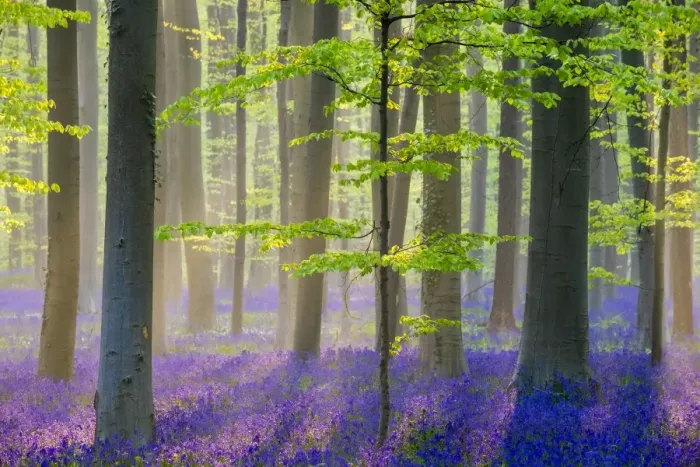 Framed Print : Belgium, Vlaanderen (Flanders), Halle. Bluebell flowers (Hyacinthoides non-scripta)