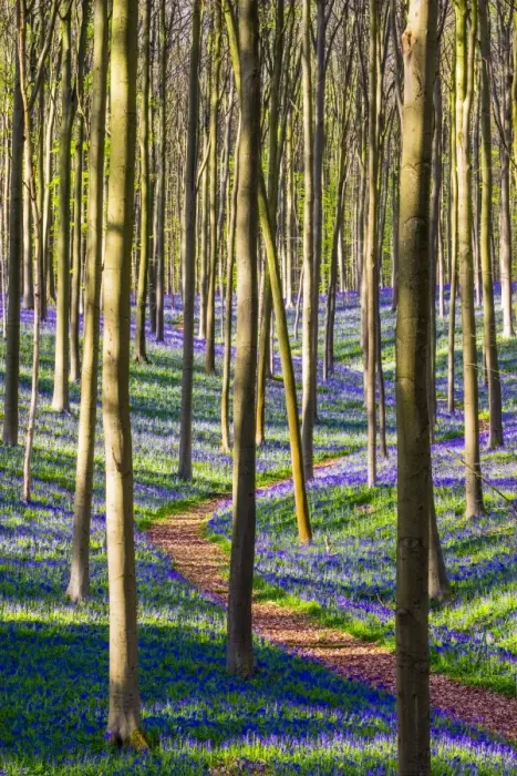 Framed Print : Belgium, Vlaanderen (Flanders), Halle. Bluebell flowers (Hyacinthoides non-scripta) Framed Print : Belgium, Vlaanderen (Flanders), Halle. Bluebell flowers (Hyacinthoides non-scripta)