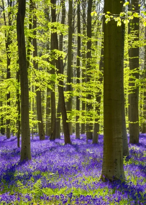 Framed Print : Belgium, Vlaanderen (Flanders), Halle. Bluebell flowers (Hyacinthoides non-scripta)