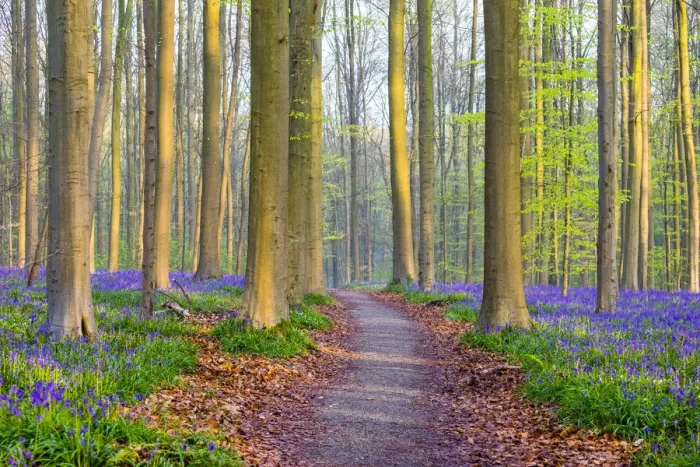 Framed Print : Belgium, Vlaanderen (Flanders), Halle. Bluebell flowers (Hyacinthoides non-scripta) Framed Print : Belgium, Vlaanderen (Flanders), Halle. Bluebell flowers (Hyacinthoides non-scripta)