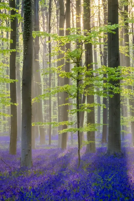 Framed Print : Belgium, Vlaanderen (Flanders), Halle. Bluebell flowers (Hyacinthoides non-scripta) Framed Print : Belgium, Vlaanderen (Flanders), Halle. Bluebell flowers (Hyacinthoides non-scripta)