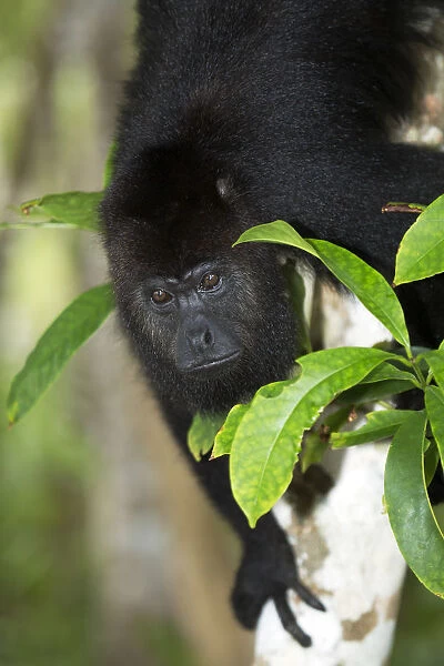 Belize, Belize District, a Yucatan or Guatemalan Black howler monkey (Alouatta pigra)