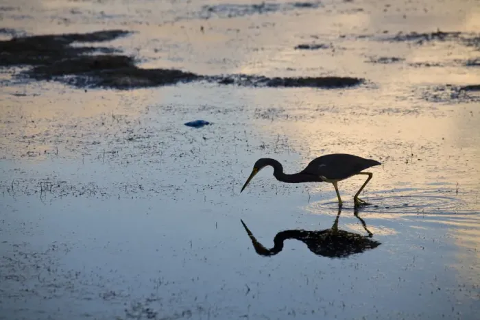 Framed Print : Belize, Caye Caulker, Silouetted bird reflected in sea at sunrise Framed Print : Belize, Caye Caulker, Silouetted bird reflected in sea at sunrise