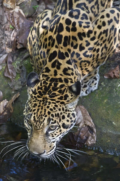 Belize, Jaguar