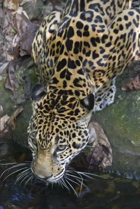 Framed Print : Belize, Jaguar