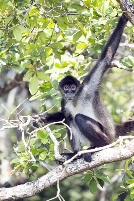 Framed Print : Belize, Orange Walk district, a full body shot of a Yucatan spider monkey (Ateles Framed Print : Belize, Orange Walk district, a full body shot of a Yucatan spider monkey (Ateles