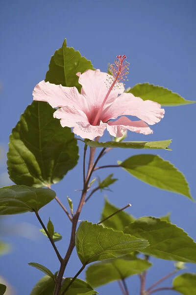 Belize, Placencia, Flower