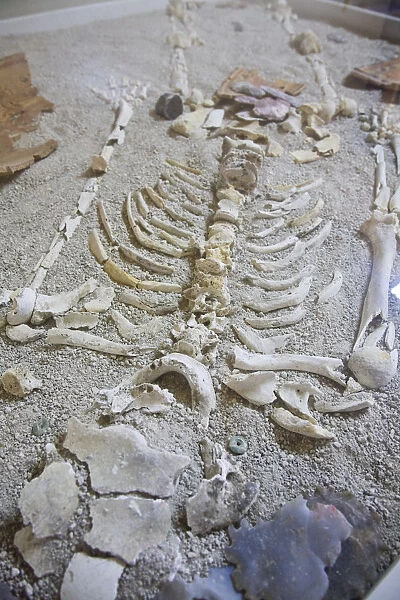 Belize, San Ignacio, Cahel Pech Ruins, Ancient Skeleton found in burial tomb