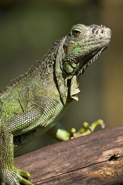 Belize, San Iguacio, Green Iguana