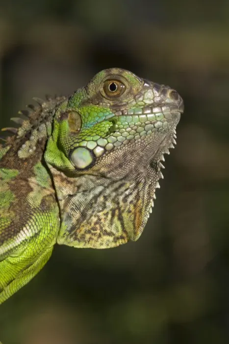 Framed Print : Belize, San Iguacio, Green Iguana Framed Print : Belize, San Iguacio, Green Iguana