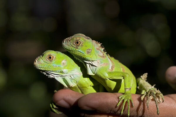 Belize, San Iguacio, Green Iguana babies
