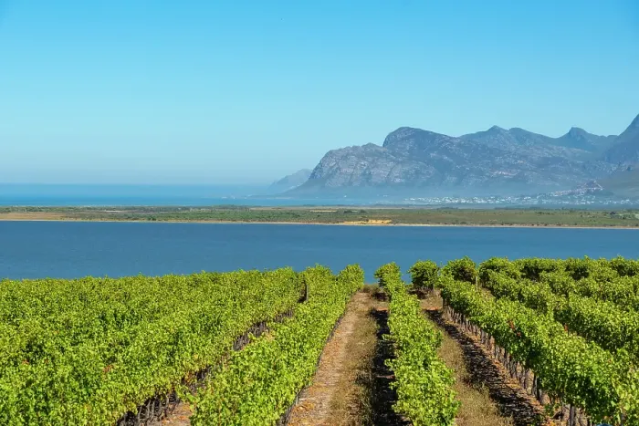 Framed Print : Benguela Cove Lagoon Wine Estate, Western Cape, South Africa Framed Print : Benguela Cove Lagoon Wine Estate, Western Cape, South Africa
