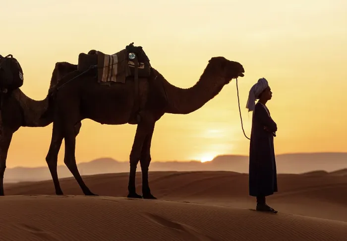 Framed Print : Berber man with his camel in the Erg Chebbi sand dunes, at sunset, Sahara Desert, near Merzouga, Morocco Framed Print : Berber man with his camel in the Erg Chebbi sand dunes, at sunset, Sahara Desert, near Merzouga, Morocco