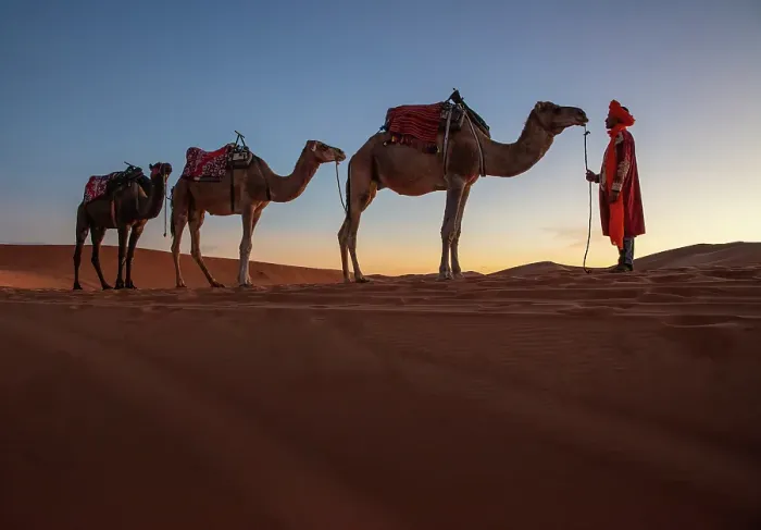 Framed Print : Berber man with his camels in the Erg Chebbi sand dunes, at sunrise, Sahara Desert, near Merzouga, Morocco Framed Print : Berber man with his camels in the Erg Chebbi sand dunes, at sunrise, Sahara Desert, near Merzouga, Morocco