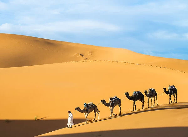 Berber man leading camel train in Sahara desert, Erg Chebbi, Morocco