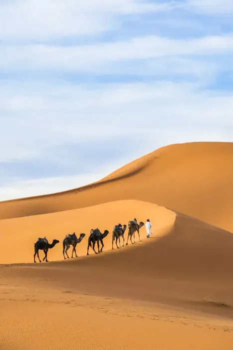 Framed Print : Berber man leading camel train in Sahara desert, Erg Chebbi, Morocco