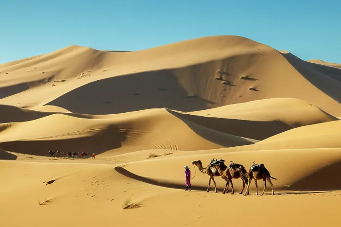 Framed Print : Berber man leading his camels through the Sahara Desert, Erg Chebbi, Merzouga, Morocco Framed Print : Berber man leading his camels through the Sahara Desert, Erg Chebbi, Merzouga, Morocco