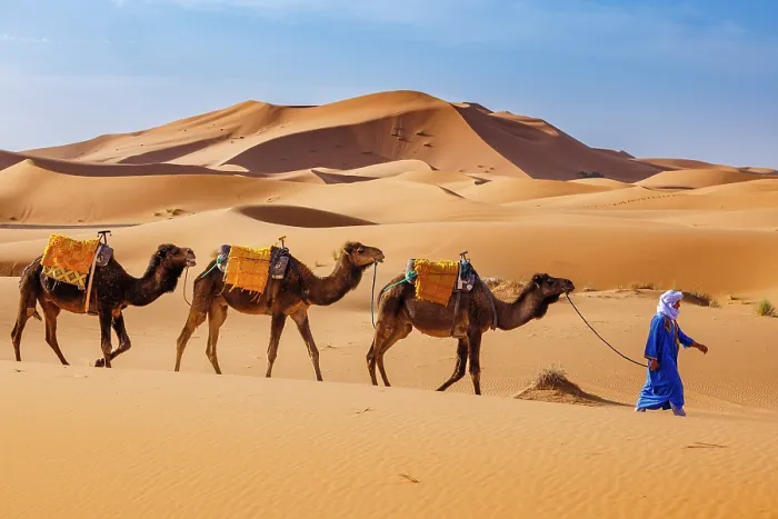 Framed Print : Berber man leading his camels through the Sahara Desert, Erg Chebbi, Merzouga, Morocco Framed Print : Berber man leading his camels through the Sahara Desert, Erg Chebbi, Merzouga, Morocco