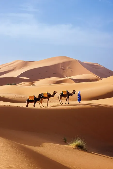 Framed Print : Berber man leading his camels through the Sahara Desert, Erg Chebbi, Merzouga, Morocco Framed Print : Berber man leading his camels through the Sahara Desert, Erg Chebbi, Merzouga, Morocco