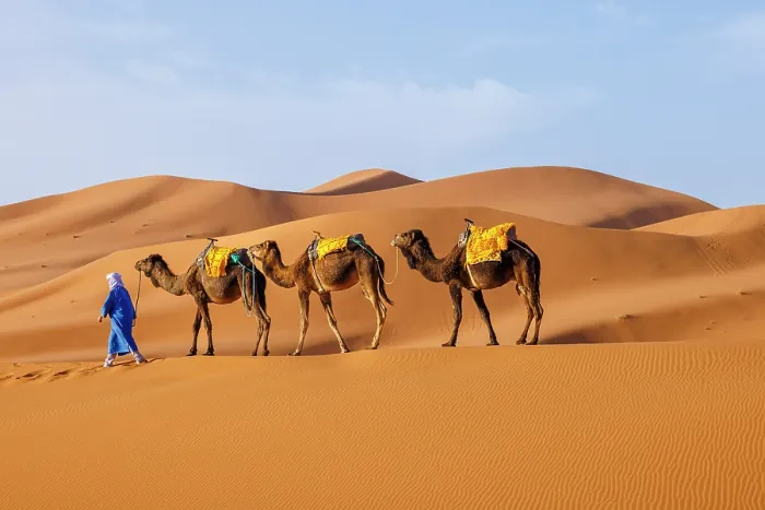 Framed Print : Berber man leading his camels through the Sahara Desert, Erg Chebbi, Merzouga, Morocco Framed Print : Berber man leading his camels through the Sahara Desert, Erg Chebbi, Merzouga, Morocco