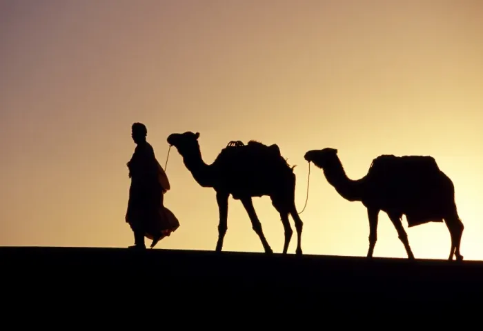 Framed Print : A Berber tribesman is silhouetted as he leads his two Framed Print : A Berber tribesman is silhouetted as he leads his two