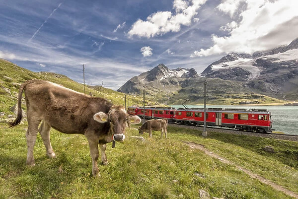 The Bernina Express passes near the pasture with cows of Lake Bianco, Bernina Pass