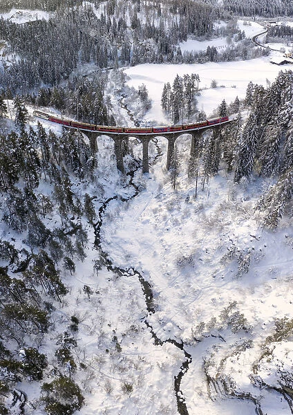 Bernina Express passes through the snowy woods Filisur Canton of Grisons Switzerland
