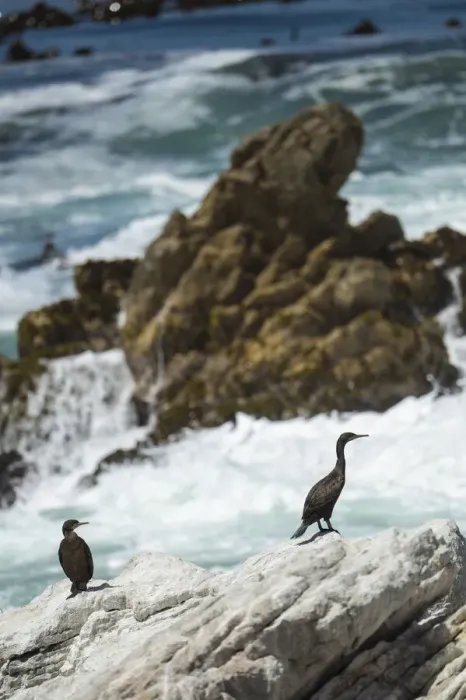 Framed Print : Bettys Bay Penguin Colony, Western Cape, South Africa