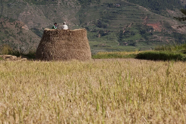 Bhutan. Rice farmers at harvest time in the fields near Wandue Bhutan