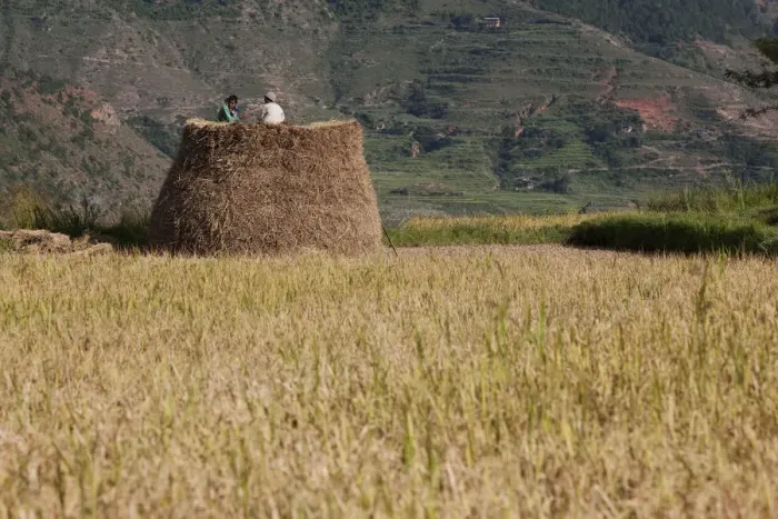 Framed Print : Bhutan. Rice farmers at harvest time in the fields near Wandue Bhutan Framed Print : Bhutan. Rice farmers at harvest time in the fields near Wandue Bhutan