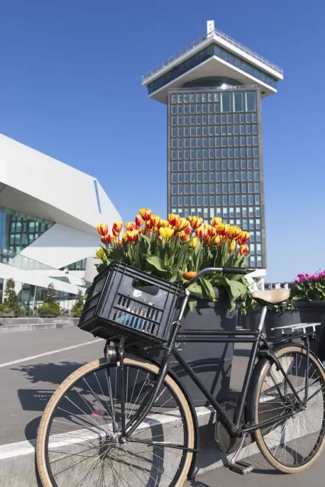 Framed Print : Bicycle and tulips at Aaadam Tower, Amsterdam, Netherlands Framed Print : Bicycle and tulips at Aaadam Tower, Amsterdam, Netherlands