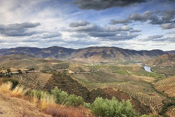 Big areas of olive groves surround Barca d Alva, near the Douro river and Agueda river