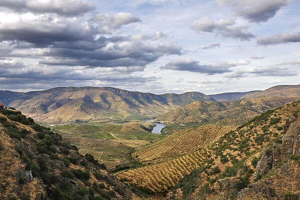 Big areas of olive groves surround Barca d Alva, near the Douro river