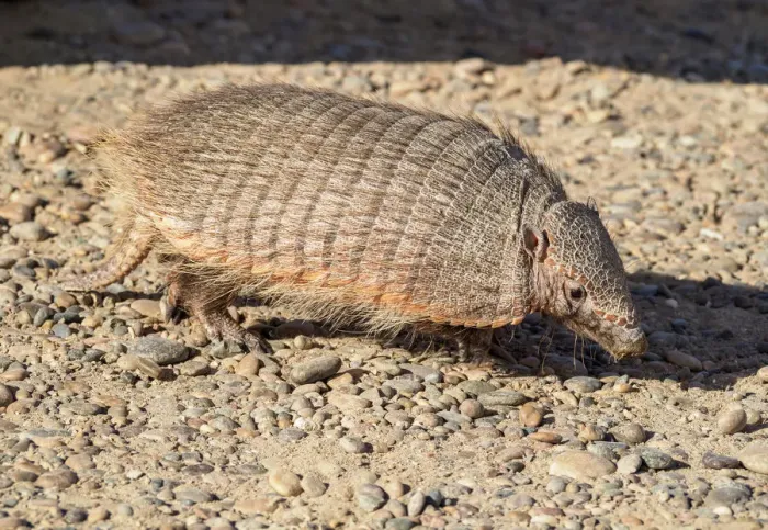 Framed Print : Big Hairy Armadillo (Chaetophractus villosus), Punta Norte, Valdes Peninsula, UNESCO Framed Print : Big Hairy Armadillo (Chaetophractus villosus), Punta Norte, Valdes Peninsula, UNESCO