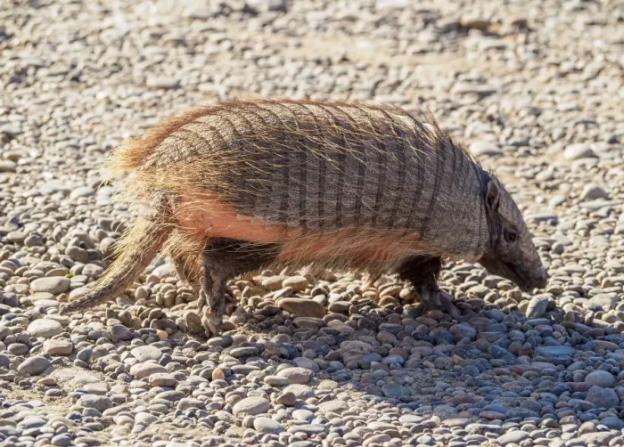 Framed Print : Big Hairy Armadillo (Chaetophractus villosus), Punta Norte, Valdes Peninsula, UNESCO