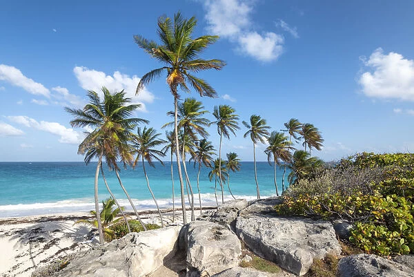 Big rocks and tall palm trees of Bottom Bay beach, Bottom Bay, Barbados Island