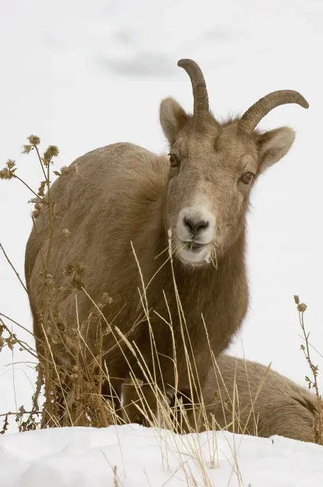 Framed Print : Bighorn sheep, Ovis canadensis. Ewe grazing on roadside grasses, Lake Minnewonka Road. Banff National Park, Alberta, Canada
