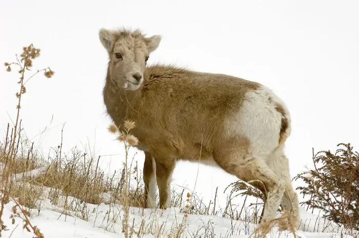 Framed Print : Bighorn sheep, Ovis canadensis. Lambs grazing on roadside grasses, Lake Minnewonka Road. Banff National Park, Alberta, Canada