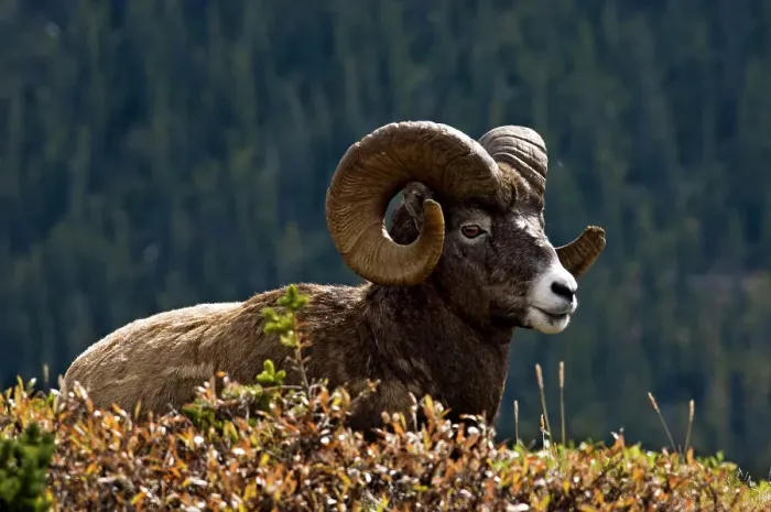 Framed Print : Bighorn sheep, Ovis canadensis. Ram, Jasper National Park, Alberta, Canada