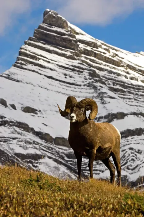 Framed Print : Bighorn sheep, Ovis canadensis. Ram, Jasper National Park, Alberta, Canada Framed Print : Bighorn sheep, Ovis canadensis. Ram, Jasper National Park, Alberta, Canada