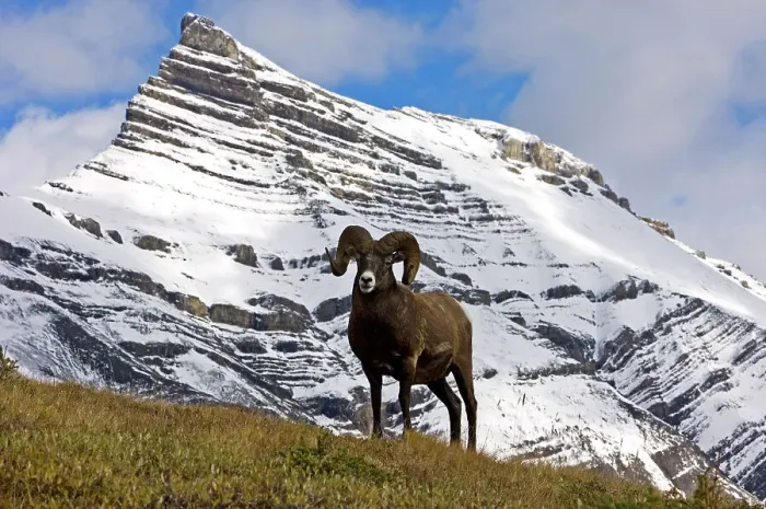 Framed Print : Bighorn sheep, Ovis canadensis. Ram, Jasper National Park, Alberta, Canada Framed Print : Bighorn sheep, Ovis canadensis. Ram, Jasper National Park, Alberta, Canada