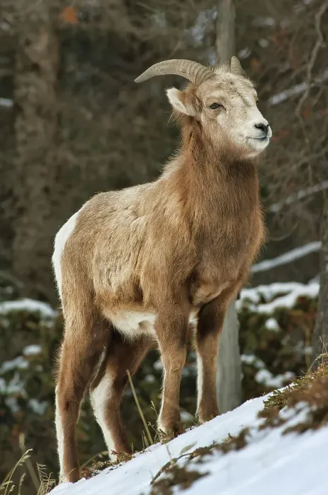Framed Print : Bighorn sheep (Ovis canadensis) in the Canadian Rocky Mountains on Minnewanka Road Banff National Park, Alberta, Canada Framed Print : Bighorn sheep (Ovis canadensis) in the Canadian Rocky Mountains on Minnewanka Road Banff National Park, Alberta, Canada