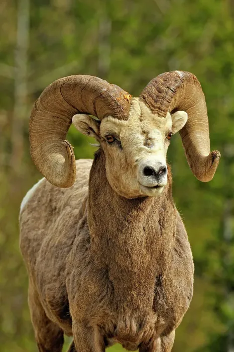 Framed Print : Bighorn sheep (Ovis Canadensis) Ram, Waterton Lakes NP, Alberta, Canada