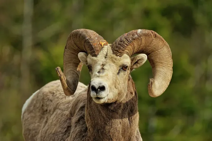 Framed Print : Bighorn sheep (Ovis Canadensis) Ram, Waterton Lakes NP, Alberta, Canada Framed Print : Bighorn sheep (Ovis Canadensis) Ram, Waterton Lakes NP, Alberta, Canada