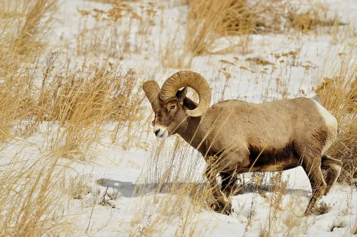 Framed Print : Bighorn sheep (Ovis Canadensis) Ram feeding in winter range (Lamar Valley), Yellowstone NP, Wyoming, USA Framed Print : Bighorn sheep (Ovis Canadensis) Ram feeding in winter range (Lamar Valley), Yellowstone NP, Wyoming, USA