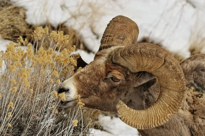 Framed Print : Bighorn sheep (Ovis Canadensis) Ram feeding in winter range (Lamar Valley), Yellowstone NP, Wyoming, USA Framed Print : Bighorn sheep (Ovis Canadensis) Ram feeding in winter range (Lamar Valley), Yellowstone NP, Wyoming, USA