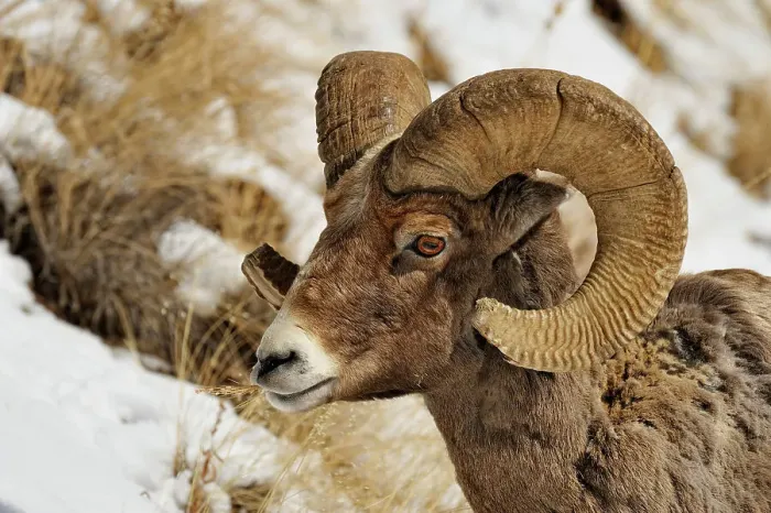 Framed Print : Bighorn sheep (Ovis Canadensis) Ram feeding in winter range (Lamar Valley), Yellowstone NP, Wyoming, USA Framed Print : Bighorn sheep (Ovis Canadensis) Ram feeding in winter range (Lamar Valley), Yellowstone NP, Wyoming, USA